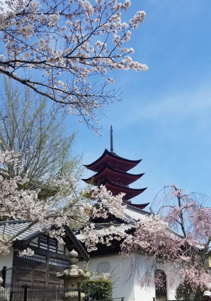 宮島桜