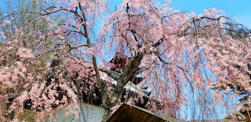 宮島桜