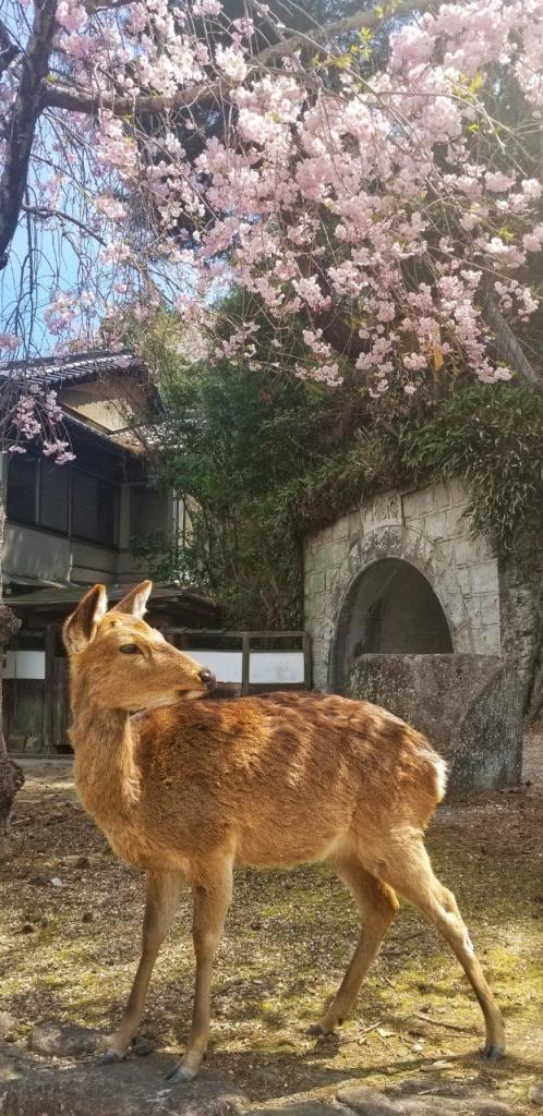 宮島桜