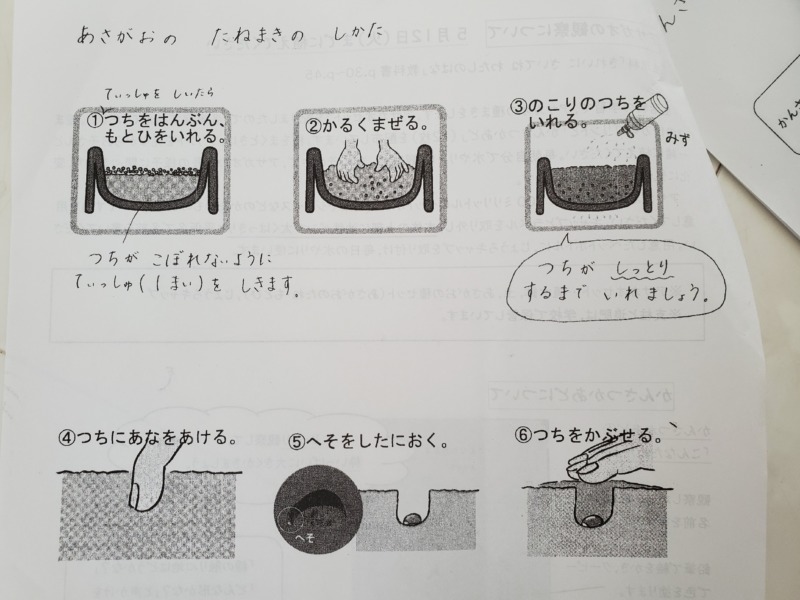 朝顔の種まきの仕方プリント