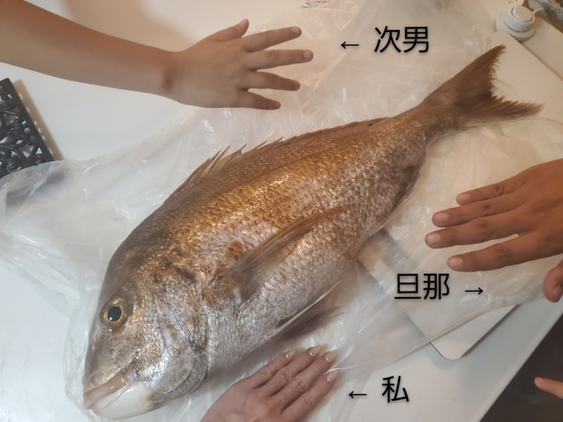 釣った巨大な鯛