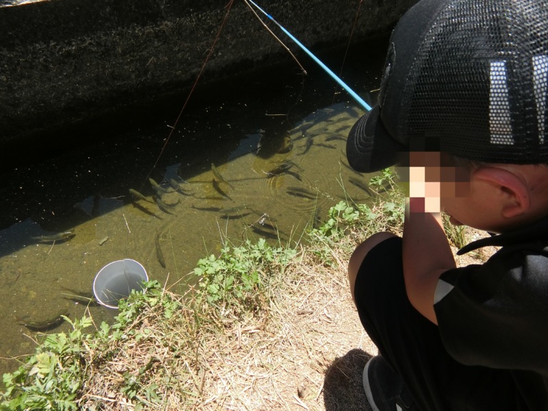 釣り堀の鮎を釣る息子