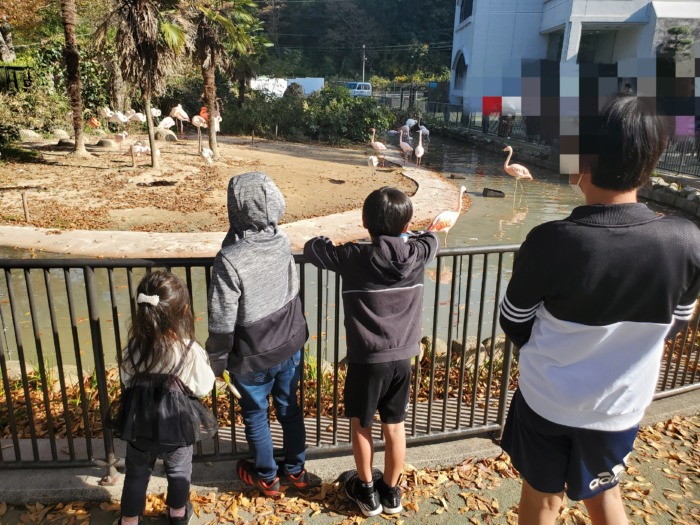 動物園のフラミンゴを見ている子供達