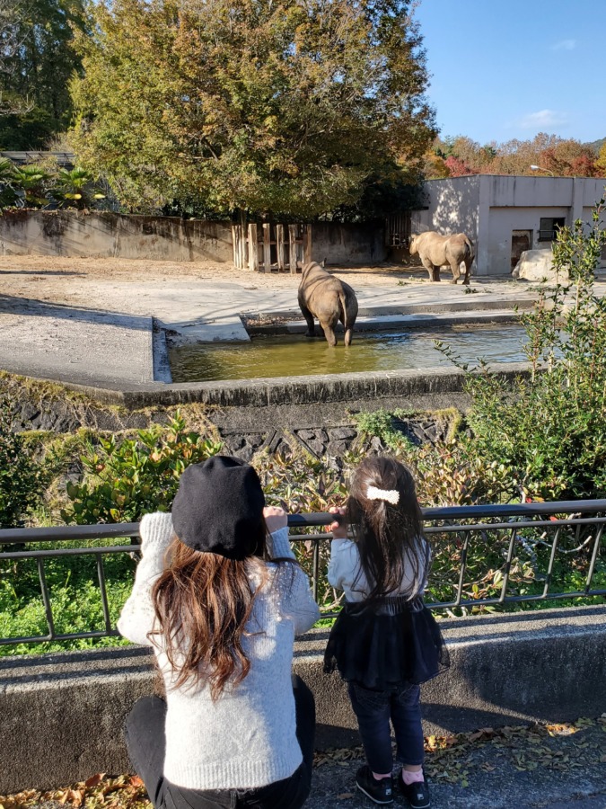 動物園のサイを見ている娘