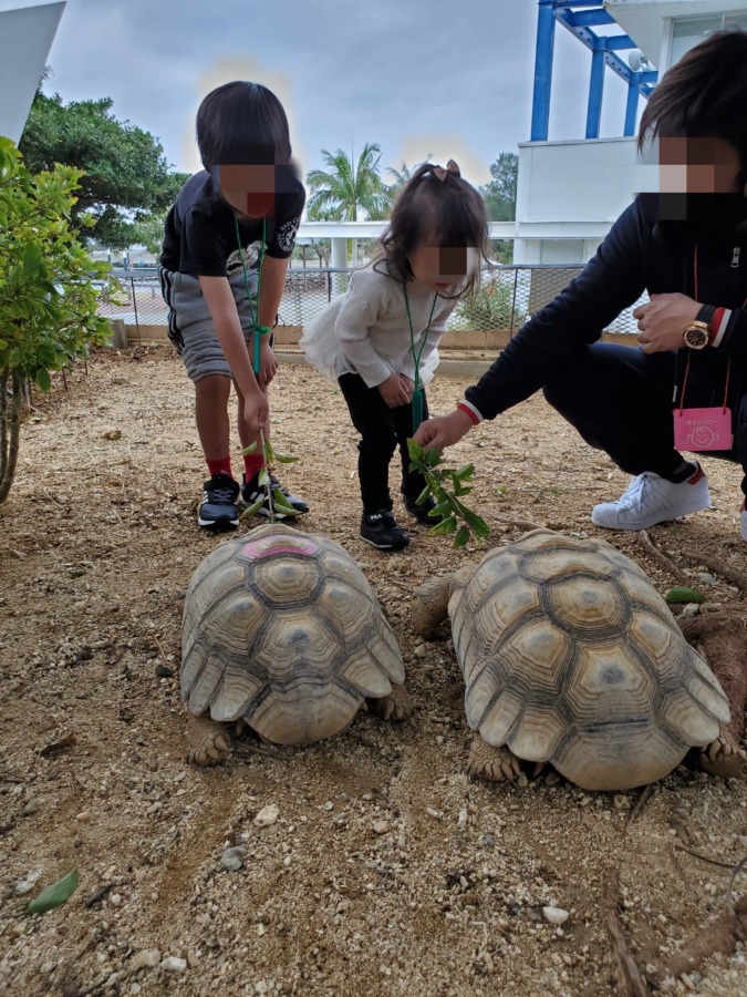 もとぶ元気村で亀に餌やり