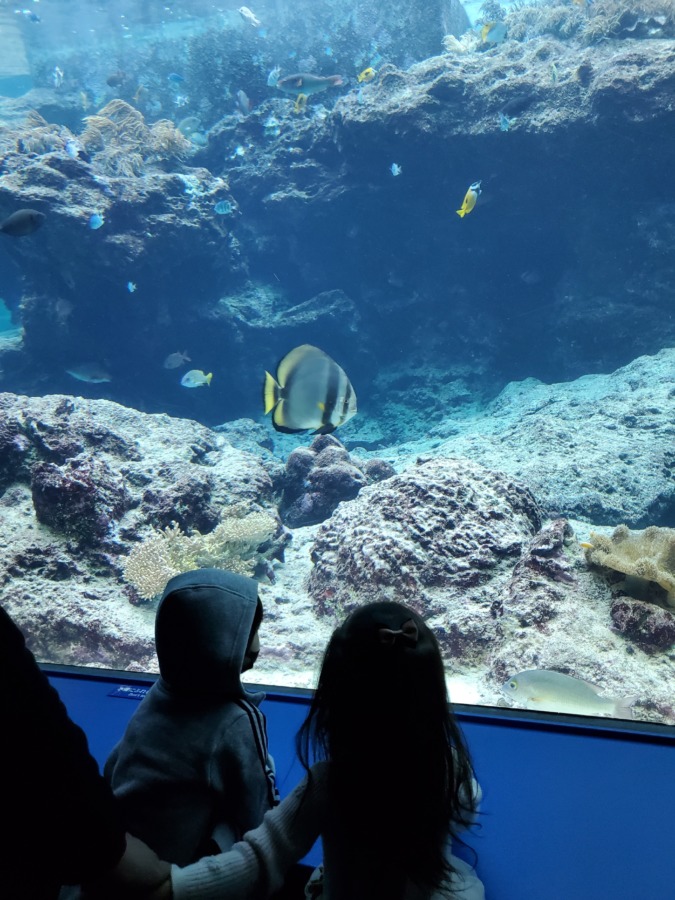 美ら海水族館で魚を見ている子供達