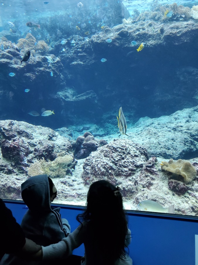 美ら海水族館で綺麗な魚を見ている子供達