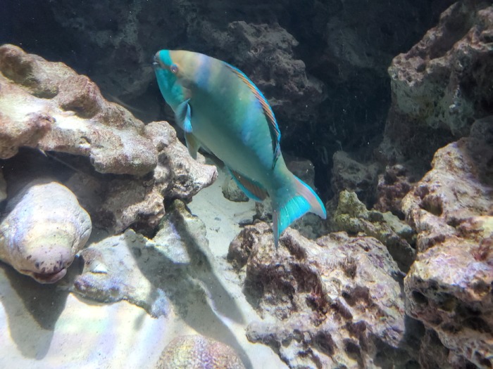 美ら海水族館の綺麗な色の魚