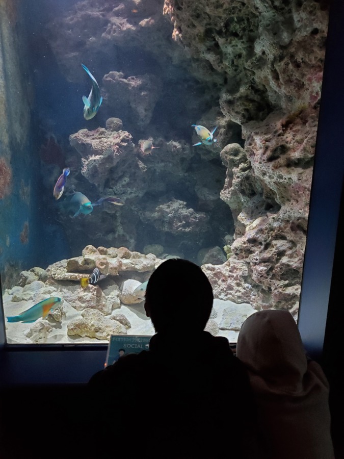 美ら海水族館で魚を見ている子供達