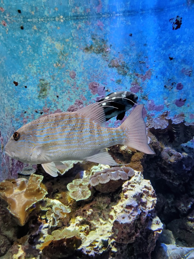 美ら海水族館の変わった色をした魚