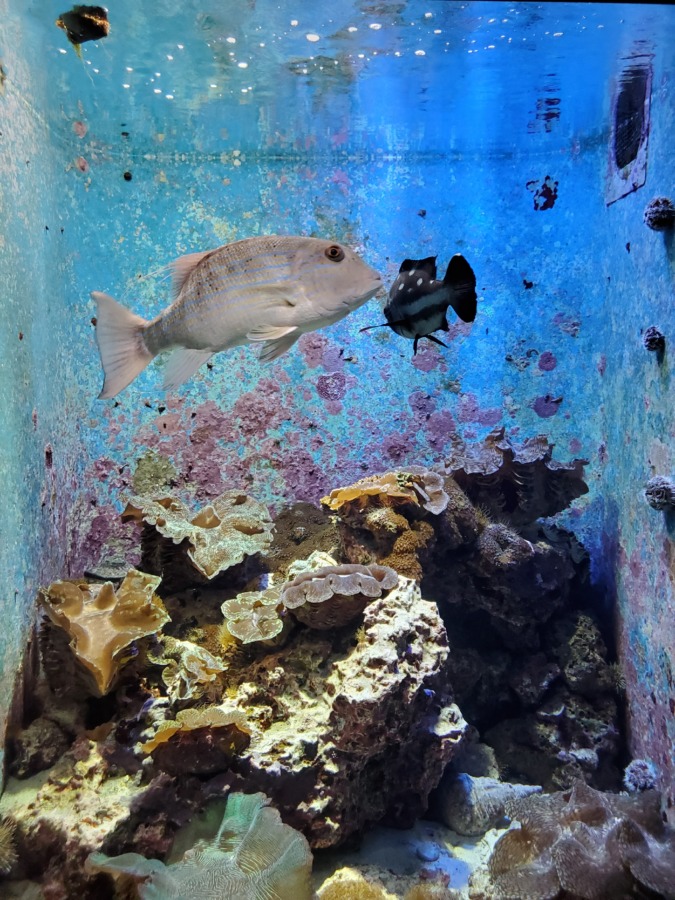 美ら海水族館の水槽