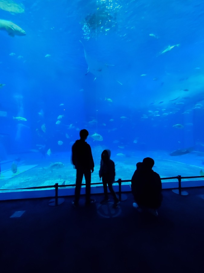 美ら海水族館の大きい水槽