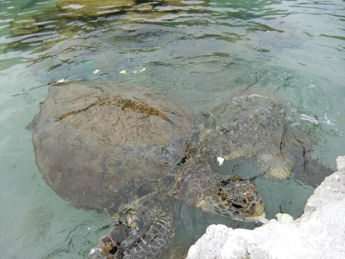 もとぶ元気村のウミガメに餌やり