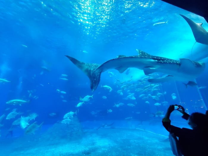 美ら海水族館の大きい水槽