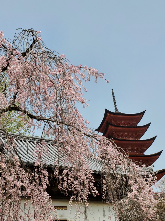 宮島桜