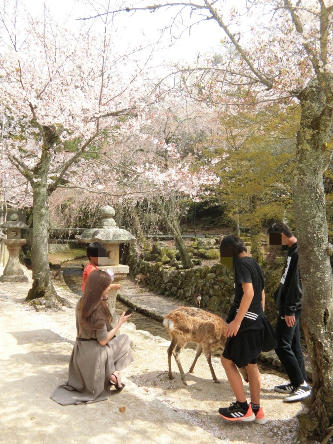 宮島の桜