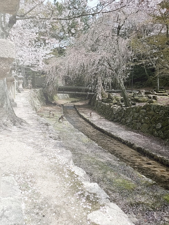 宮島の桜と鹿