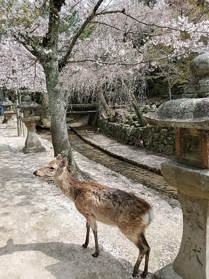 宮島の鹿と桜