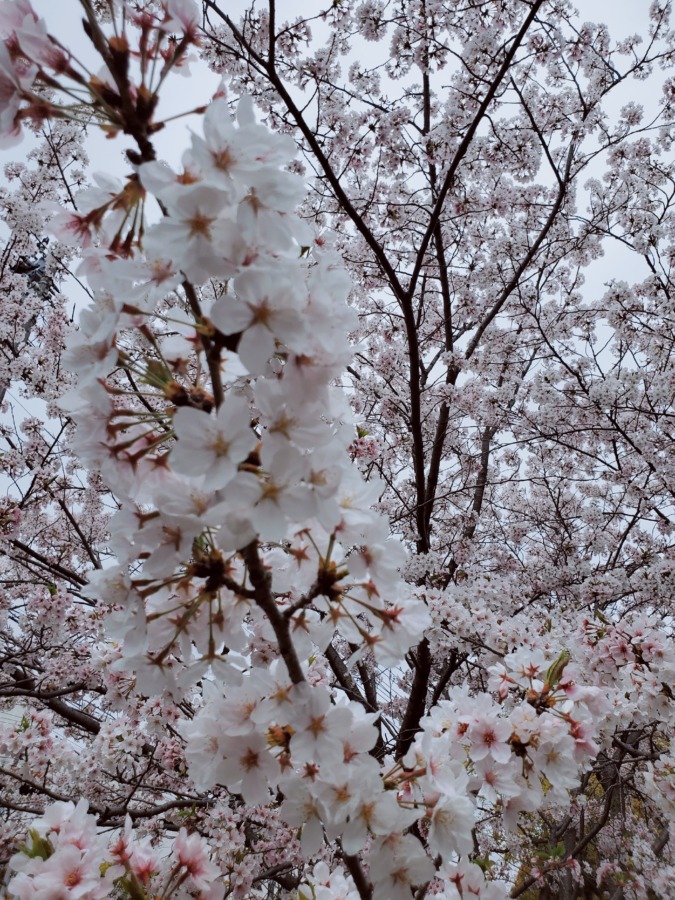 桜