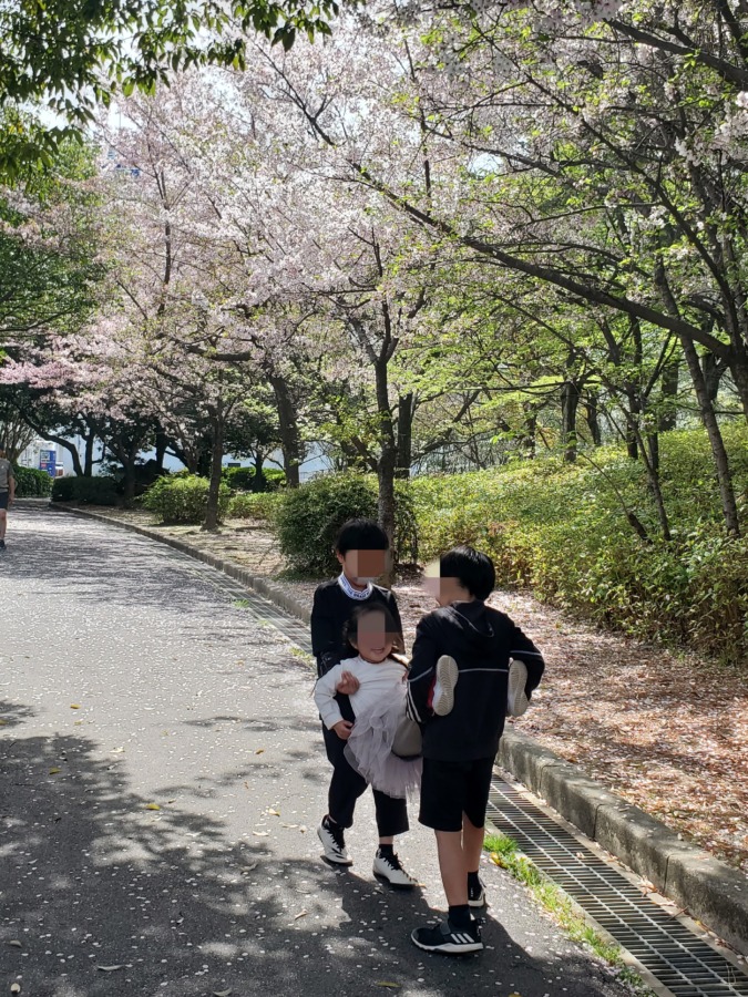 公園の桜