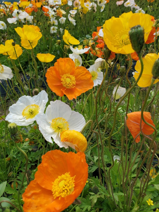 花の海お花畑