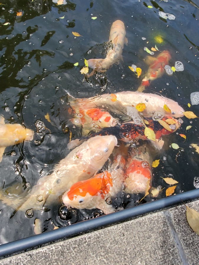 植物公園の鯉