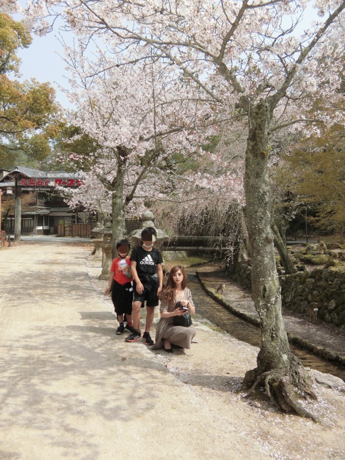 宮島の桜と記念撮影