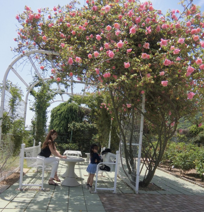 植物公園の薔薇園