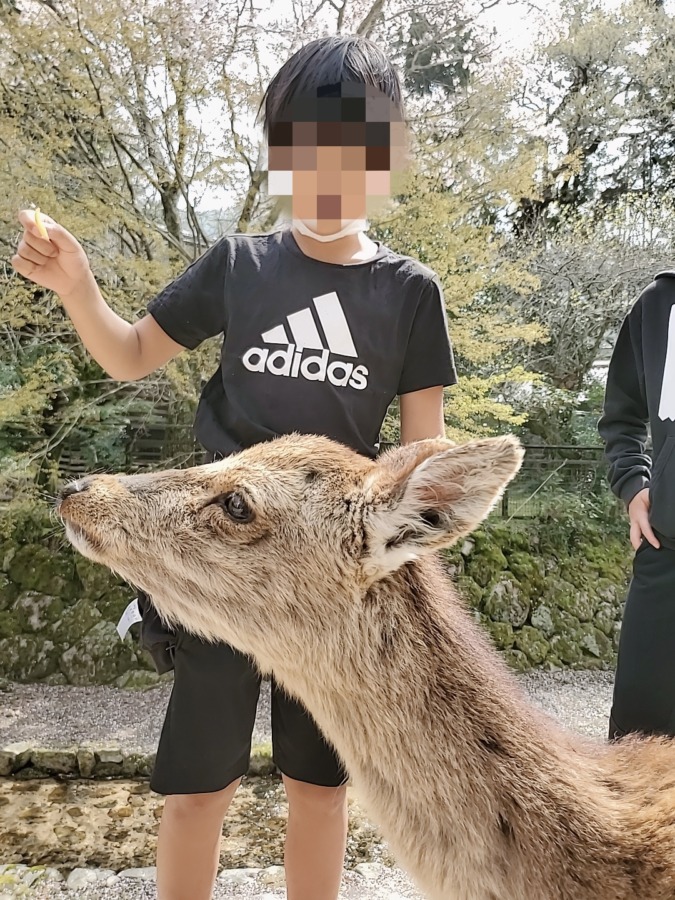 宮島の鹿と息子
