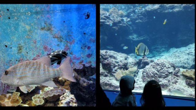 沖縄美ら海水族館